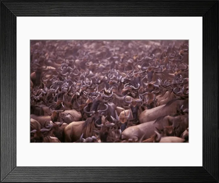 Framed Print : Wildebeest - migration throng, Masai Mara National Reserve, Kenya JFL04169 Framed Print : Wildebeest - migration throng, Masai Mara National Reserve, Kenya JFL04169
