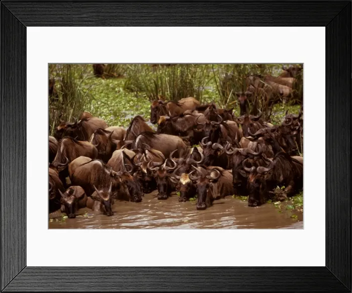 Framed Print : Wildebeest - in swamp during migration - Masai Mara National Reserve, Kenya JFL04144 Framed Print : Wildebeest - in swamp during migration - Masai Mara National Reserve, Kenya JFL04144