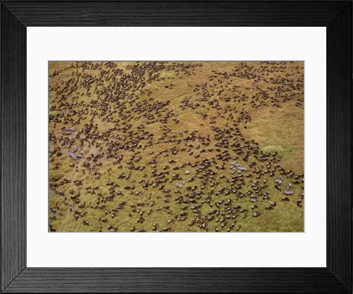 Framed Print : Aerial - Wildebeest during migration - Masai Mara National Reserve, Kenya JFL04109