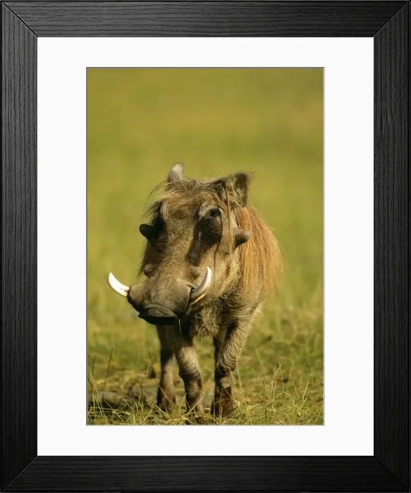 Framed Print : Warthog JFL04012 Framed Print : Warthog JFL04012