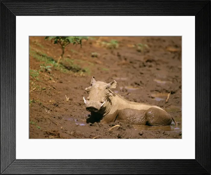 Framed Print : Warthog JFL03992 Framed Print : Warthog JFL03992