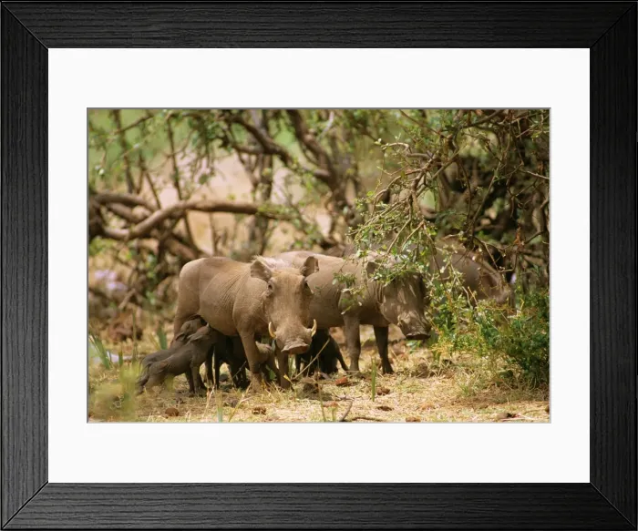 Framed Print : Warthog - with young feeding - Kenya JFL03961 Framed Print : Warthog - with young feeding - Kenya JFL03961