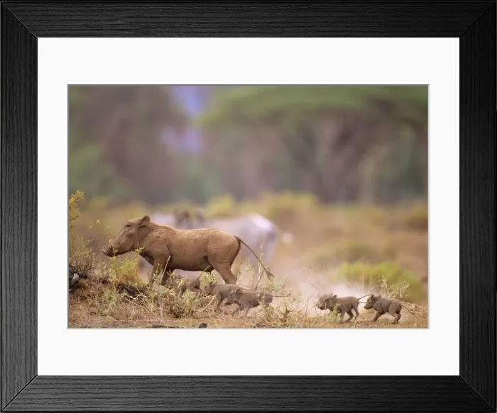 Framed Print : Warthog - with young - Kenya JFL03958 Framed Print : Warthog - with young - Kenya JFL03958