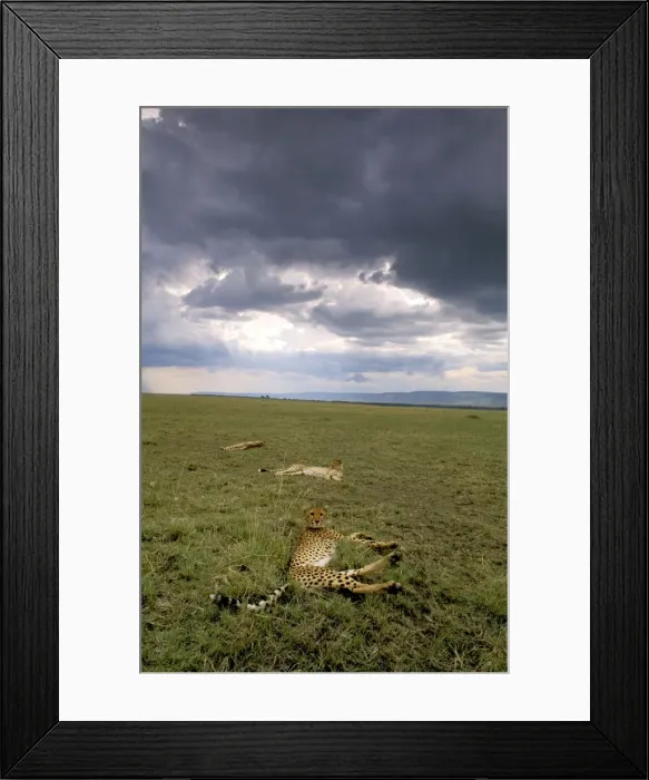 Framed Print : Cheetah - resting after eating - Masai Mara National Reserve, Kenya JFL03437 Framed Print : Cheetah - resting after eating - Masai Mara National Reserve, Kenya JFL03437