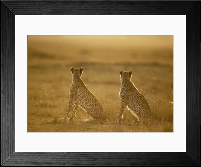 Framed Print : Cheetah - pair seated - Kenya JFL03431 Framed Print : Cheetah - pair seated - Kenya JFL03431