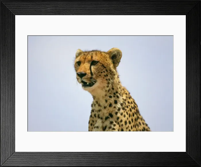 Framed Print : Cheetah - Masai Mara National Reserve - Kenya JFL03407 Framed Print : Cheetah - Masai Mara National Reserve - Kenya JFL03407