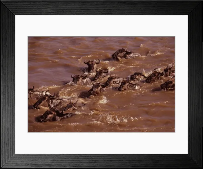 Framed Print : Wildebeest - swimming across river during migration, Masai Mara National Reserve, Kenya JFL03350