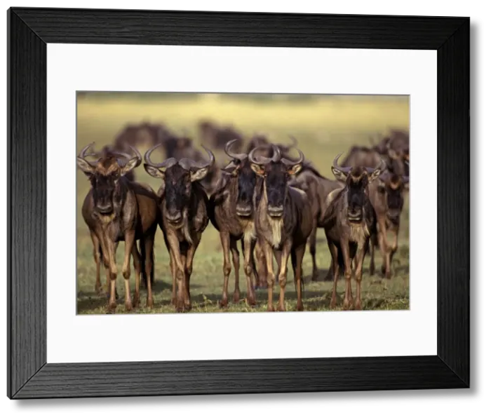 Framed Print : Wildebeest - on migration - Masai Mara National Reserve - Kenya JFL04179 Framed Print : Wildebeest - on migration - Masai Mara National Reserve - Kenya JFL04179