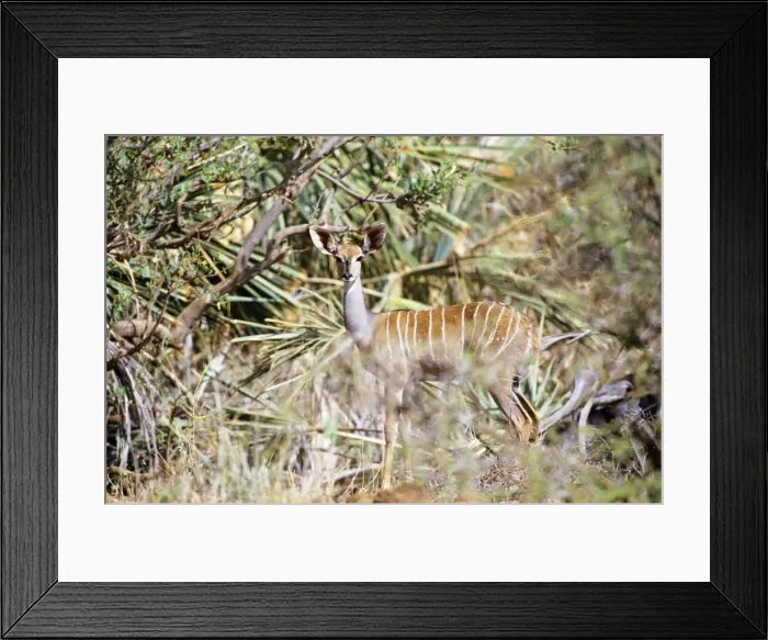 Framed Print : Lesser Kudu - camouflaged in vegetation - Kenya JFL04590