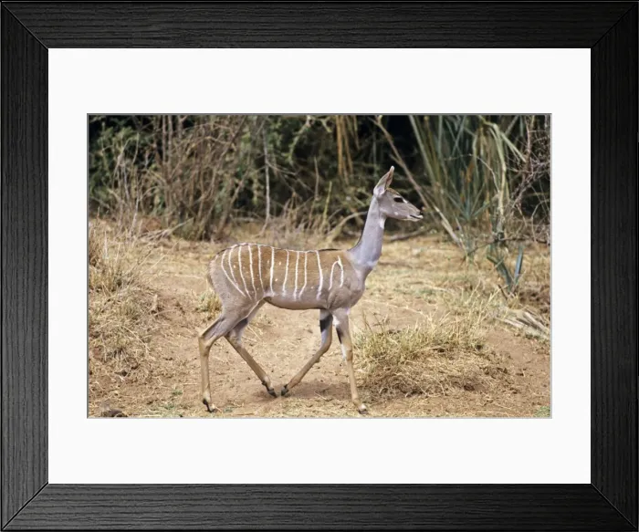 Framed Print : Lesser Kudu - Kenya JFL04591 Framed Print : Lesser Kudu - Kenya JFL04591