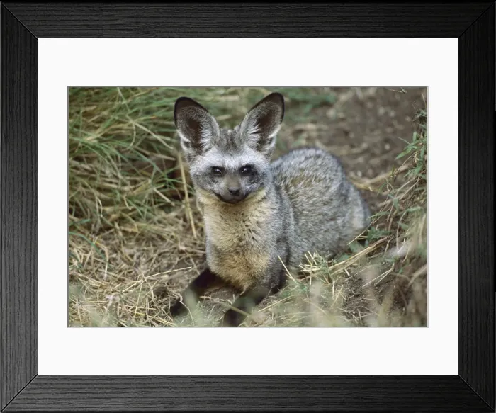Framed Print : Bat-eared Fox - Kenya JFL04643 Framed Print : Bat-eared Fox - Kenya JFL04643