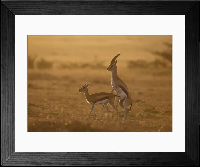 Framed Print : Thomson's Gazelle - mating at sunrise, Masai Mara National Reserve, Kenya JFL05963 Framed Print : Thomson's Gazelle - mating at sunrise, Masai Mara National Reserve, Kenya JFL05963