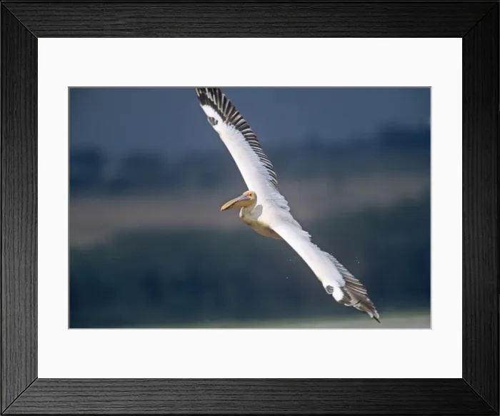 Framed Print : Great White Pelican - in flight - Lake Nakuru National Park - Kenya JFL05426 Framed Print : Great White Pelican - in flight - Lake Nakuru National Park - Kenya JFL05426