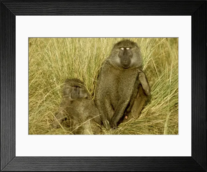 Framed Print : Olive / Savanna Baboon - with young - Samburu National Reserve - Kenya JFL05403 Framed Print : Olive / Savanna Baboon - with young - Samburu National Reserve - Kenya JFL05403