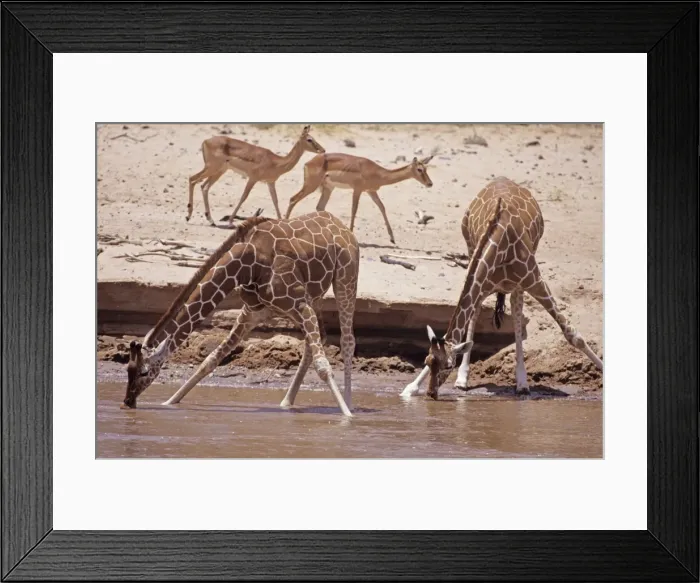 Framed Print : Reticulated Giraffe - bending down to drink water - Samburu National Reserve - Kenya JFL05380 Framed Print : Reticulated Giraffe - bending down to drink water - Samburu National Reserve - Kenya JFL05380