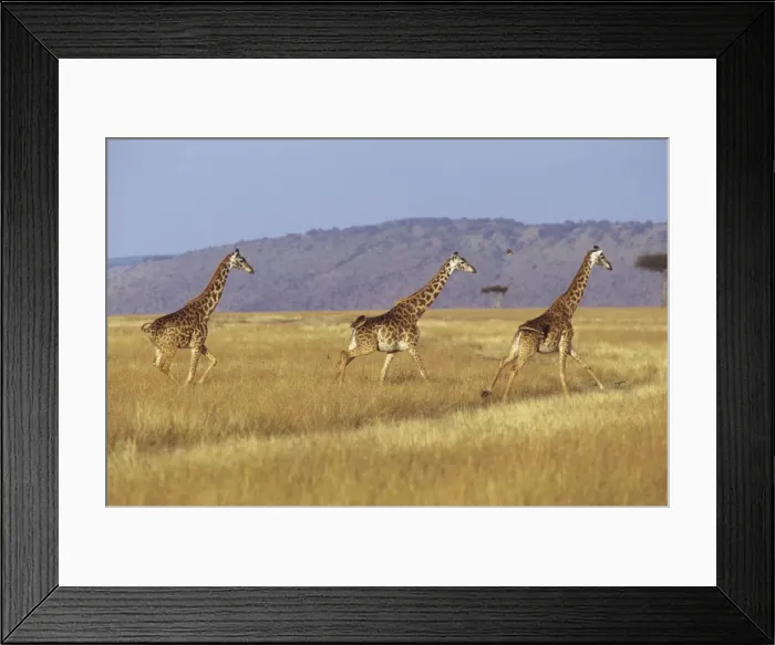 Framed Print : Masai Giraffe - three running - Masai Mara National Reserve - Kenya JFL05362 Framed Print : Masai Giraffe - three running - Masai Mara National Reserve - Kenya JFL05362
