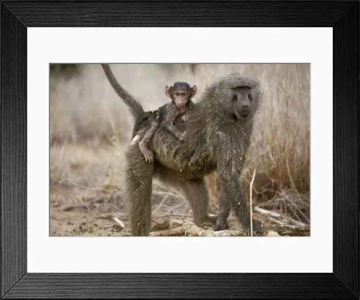 Framed Print : Olive Baboon - adult with young - Masai Mara National Reserve - Kenya JFL05342 Framed Print : Olive Baboon - adult with young - Masai Mara National Reserve - Kenya JFL05342
