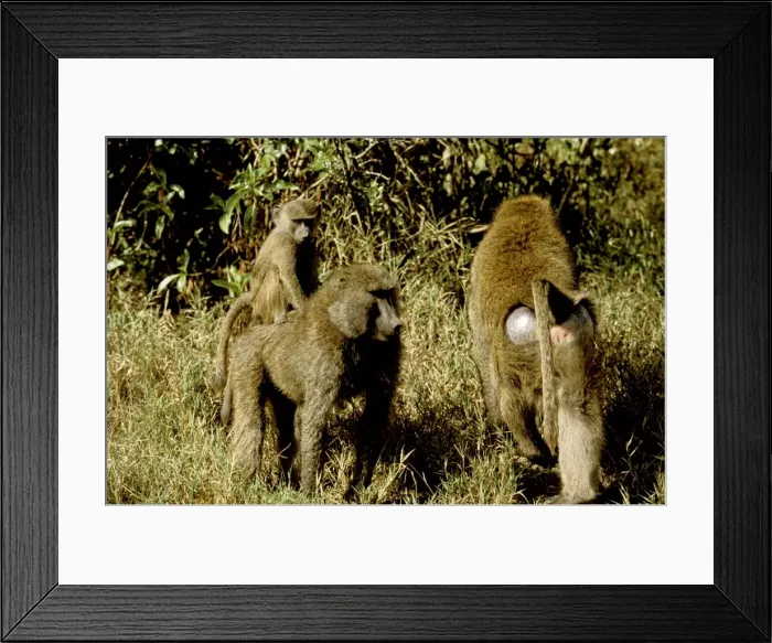 Framed Print : Olive Baboon - adult with young - Masai Mara National Reserve - Kenya JFL05341 Framed Print : Olive Baboon - adult with young - Masai Mara National Reserve - Kenya JFL05341
