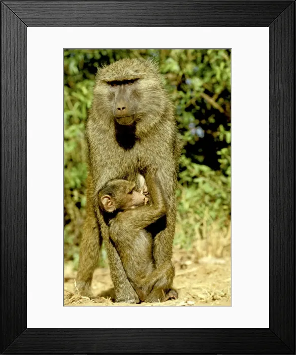 Framed Print : Olive / Savanna Baboon - with young - Samburu National Reserve - Kenya JFL05340 Framed Print : Olive / Savanna Baboon - with young - Samburu National Reserve - Kenya JFL05340