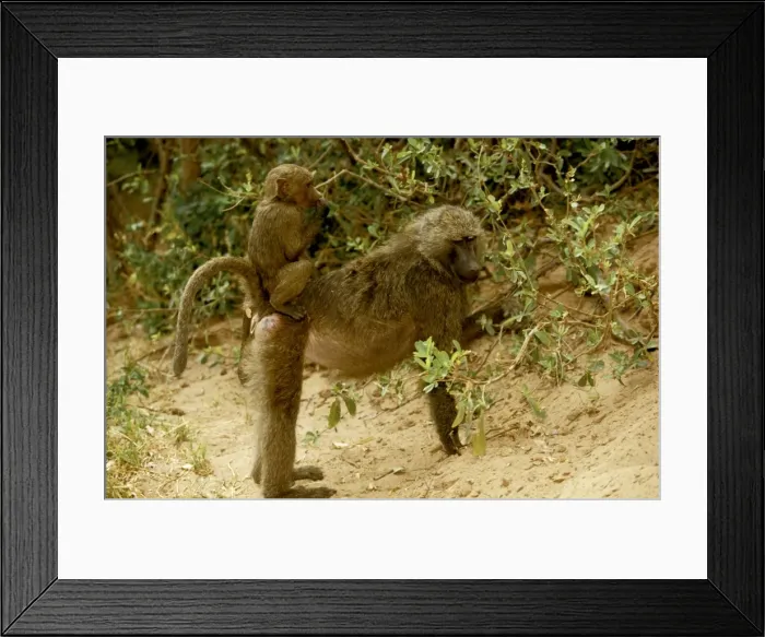 Framed Print : Olive / Savanna Baboon - with young riding on back - Samburu National Reserve - Kenya JFL05339 Framed Print : Olive / Savanna Baboon - with young riding on back - Samburu National Reserve - Kenya JFL05339