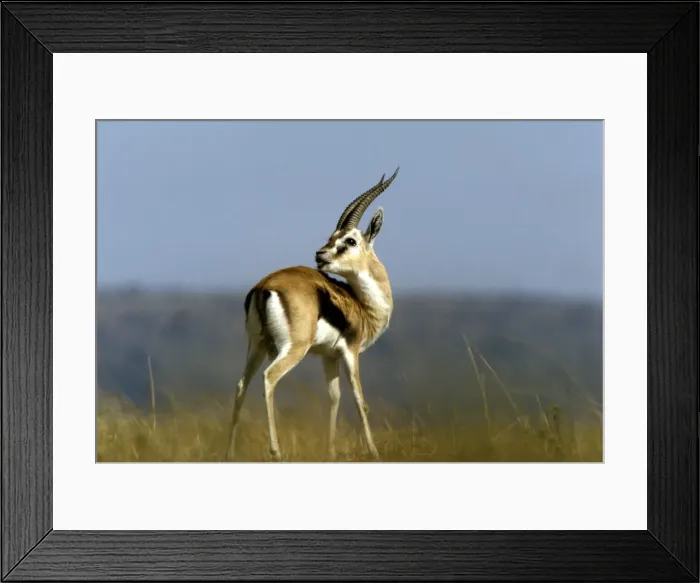 Framed Print : Thomson's Gazelle - male with head turned backwards - Kenya JFL05314 Framed Print : Thomson's Gazelle - male with head turned backwards - Kenya JFL05314
