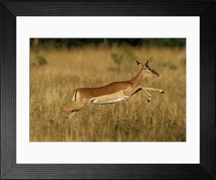Framed Print : Impala - pronking, Masai Mara National Reserve, Kenya JFL05291 Framed Print : Impala - pronking, Masai Mara National Reserve, Kenya JFL05291