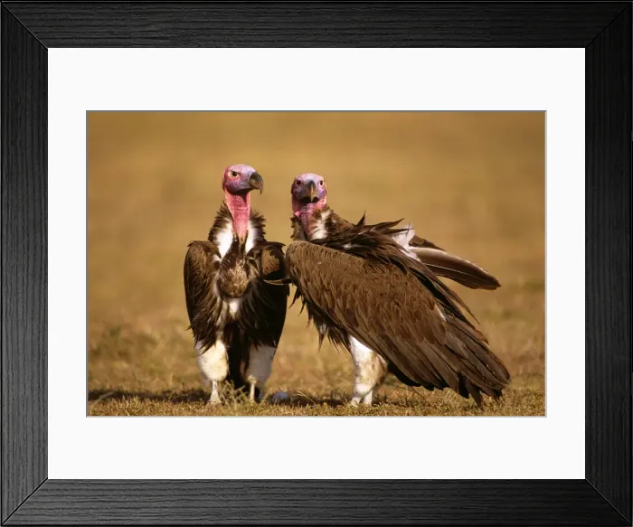 Framed Print : Lappet-faced Vulture - Masai Mara National Reserve, Kenya, eastern & central Africa JFL08983 Framed Print : Lappet-faced Vulture - Masai Mara National Reserve, Kenya, eastern & central Africa JFL08983