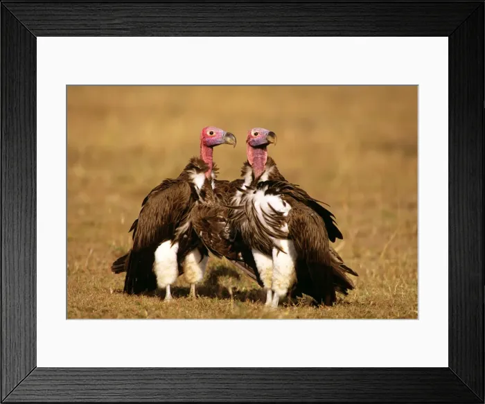 Framed Print : Lappet-faced Vulture - sunning - Masai Mara National Reserve - Kenya JFL08979