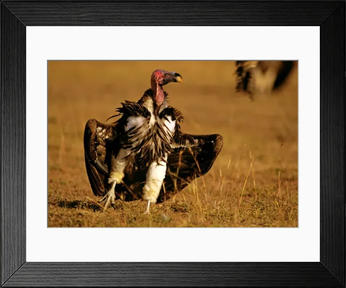 Framed Print : Lappet-faced Vulture - sunning - Masai Mara National Reserve - Kenya JFL08973 Framed Print : Lappet-faced Vulture - sunning - Masai Mara National Reserve - Kenya JFL08973