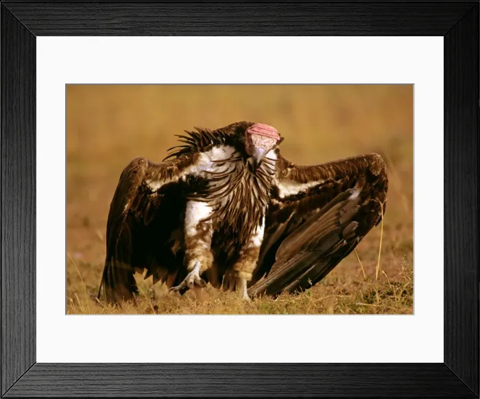 Framed Print : Lappet-faced Vulture - with spread wings - Masai Mara National Reserve - Kenya JFL08972 Framed Print : Lappet-faced Vulture - with spread wings - Masai Mara National Reserve - Kenya JFL08972