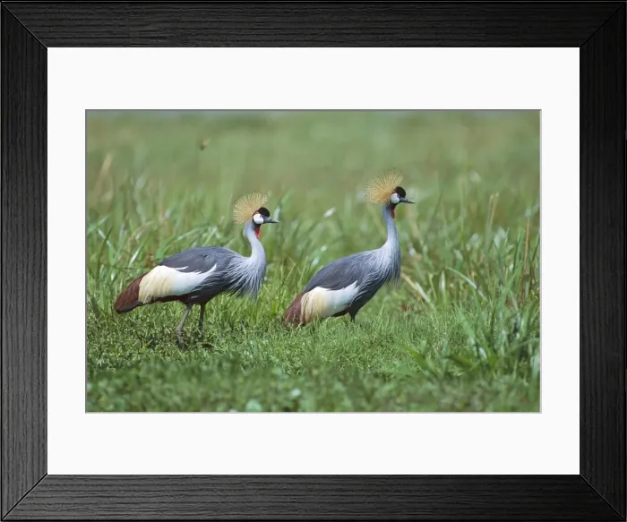 Framed Print : Grey-crowned Crane - two birds - Masai Mara National Reserve - Kenya JFL08730 Framed Print : Grey-crowned Crane - two birds - Masai Mara National Reserve - Kenya JFL08730