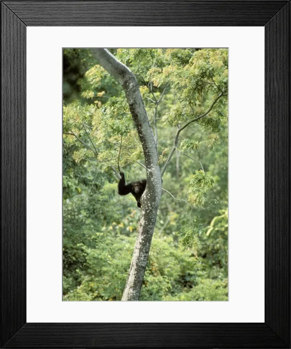 Framed Print : Eastern / Long-haired Chimpanzee - lookout - Mahale Mountains National Park - Tanzania JFL08534 Framed Print : Eastern / Long-haired Chimpanzee - lookout - Mahale Mountains National Park - Tanzania JFL08534