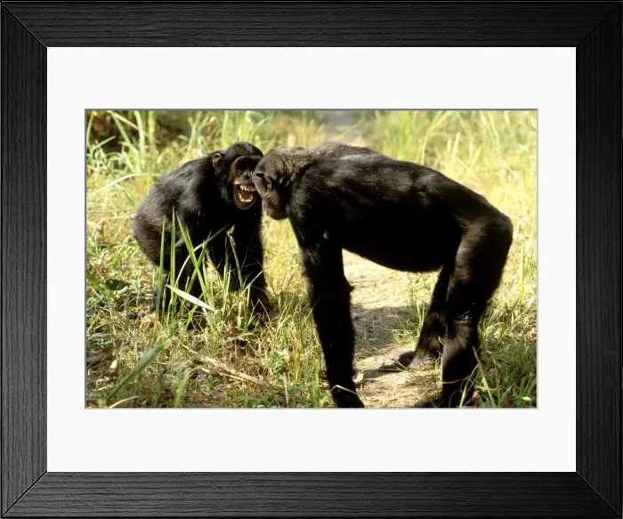 Framed Print : Eastern / Long-haired Chimpanzee - showing aggression between two chimps - Mahale Mountains National Park - Tanzania JFL08107 Framed Print : Eastern / Long-haired Chimpanzee - showing aggression between two chimps - Mahale Mountains National Park - Tanzania JFL08107