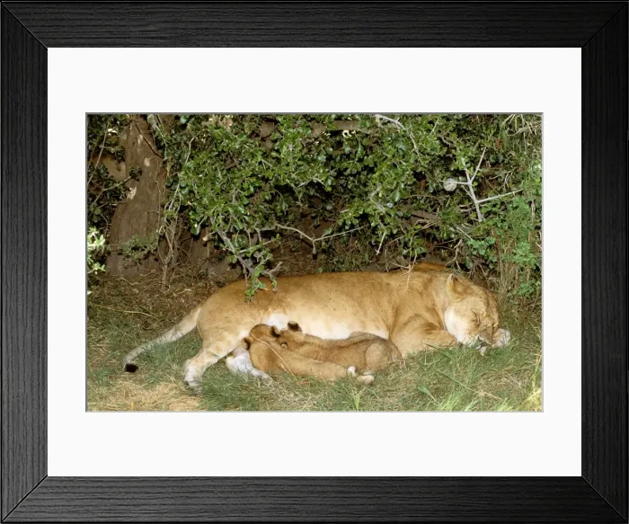 Framed Print : African Lion - female with cubs suckling - sheltering in shade - Masai Mara National Reserve - Kenya JFL07350 Framed Print : African Lion - female with cubs suckling - sheltering in shade - Masai Mara National Reserve - Kenya JFL07350