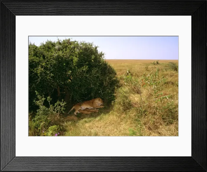 Framed Print : African Lion - cubs suckling sheltering in shade - Masai Mara National Reserve - Kenya JFL07348 Framed Print : African Lion - cubs suckling sheltering in shade - Masai Mara National Reserve - Kenya JFL07348
