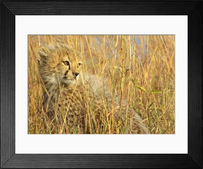 Framed Print : Cheetah - cub half-hidden in tall dry grass - Masai Mara National Reserve - Kenya JFL07136 Framed Print : Cheetah - cub half-hidden in tall dry grass - Masai Mara National Reserve - Kenya JFL07136