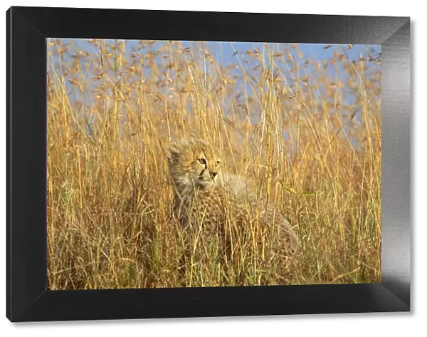 Cheetah - cub half-hidden in tall dry grass - Masai Mara National Reserve - Kenya JFL07136