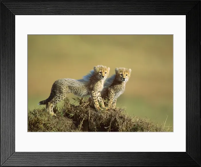 Framed Print : Cheetah - cubs 2-3 months old - Masai Mara National Reserve - Kenya JFL06835 Framed Print : Cheetah - cubs 2-3 months old - Masai Mara National Reserve - Kenya JFL06835