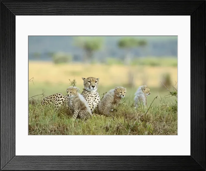 Framed Print : Cheetah - mother and cubs, Masai Mara National Reserve, Kenya JFL06171 Framed Print : Cheetah - mother and cubs, Masai Mara National Reserve, Kenya JFL06171