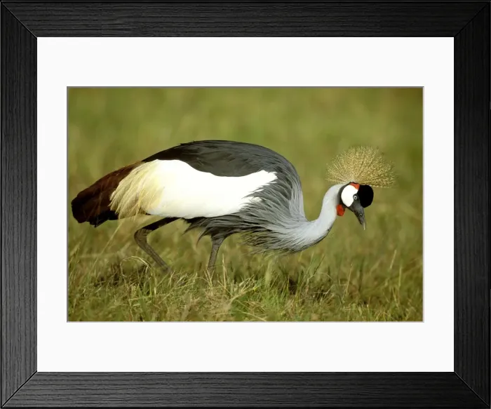 Framed Print : Grey-crowned Crane - hunting - Masai Mara National Reserve - Kenya JFL10133