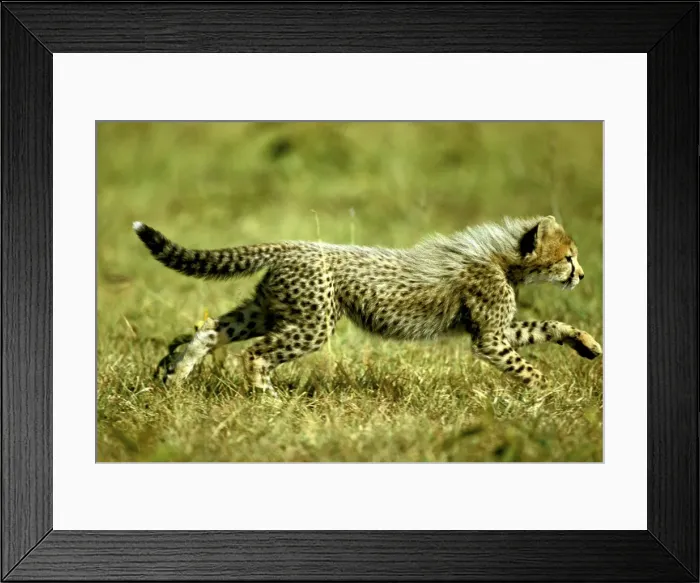 Framed Print : Cheetah - young running - Masai Mara National Reserve - Kenya JFL10065 Framed Print : Cheetah - young running - Masai Mara National Reserve - Kenya JFL10065
