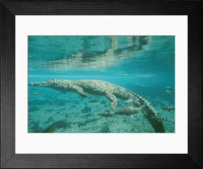 Framed Print : Nile Crocodile - underwater - Kenya JFL09418 Framed Print : Nile Crocodile - underwater - Kenya JFL09418