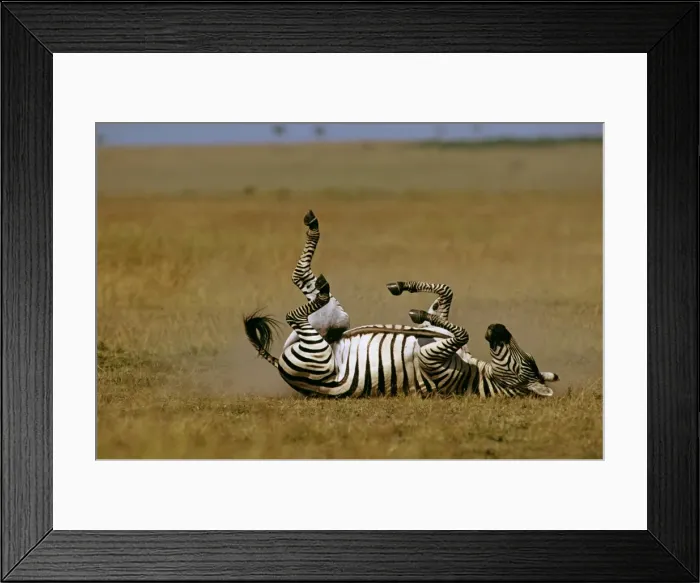 Framed Print : Burchell's / Plains / Common Zebra - rolling on back - Masai Mara National Reserve - Kenya JFL09392 Framed Print : Burchell's / Plains / Common Zebra - rolling on back - Masai Mara National Reserve - Kenya JFL09392