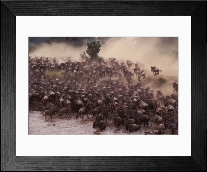 Framed Print : Wildebeest - herd crossing river on migration - Masai Mara National Reserve - Kenya JFL09199 Framed Print : Wildebeest - herd crossing river on migration - Masai Mara National Reserve - Kenya JFL09199