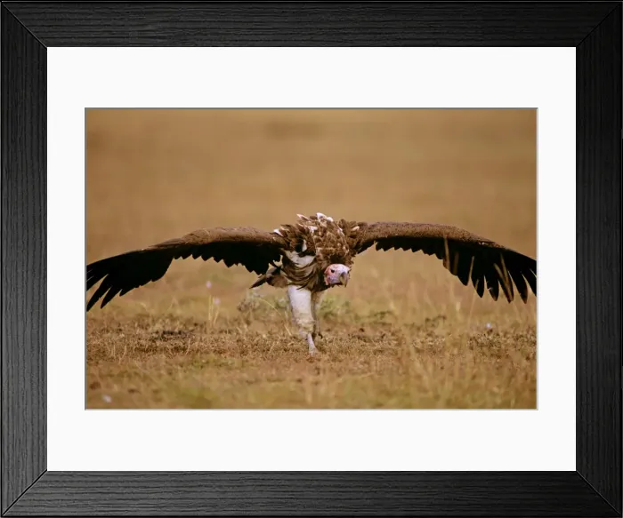 Framed Print : Lappet-faced Vulture - aggressive stance on ground - Masai Mara National Reserve - Kenya JFL09011 Framed Print : Lappet-faced Vulture - aggressive stance on ground - Masai Mara National Reserve - Kenya JFL09011