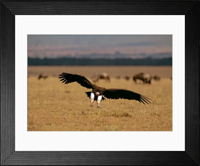 Framed Print : Lappet-faced Vulture - in flight landing - Masai Mara National Reserve - Kenya JFL09010 Framed Print : Lappet-faced Vulture - in flight landing - Masai Mara National Reserve - Kenya JFL09010