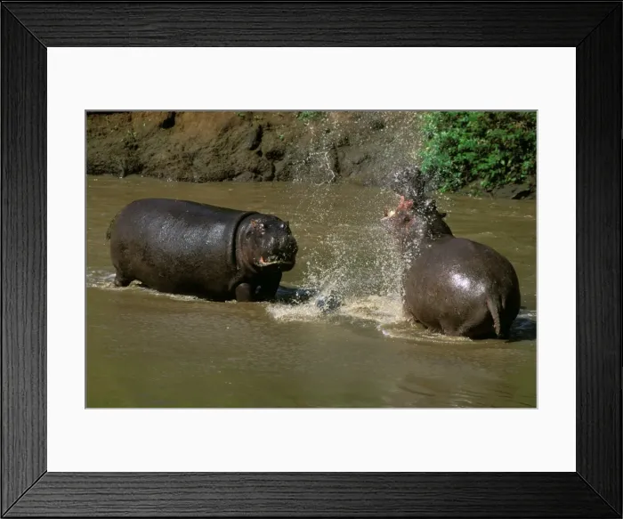 Framed Print : Hippopotamus - males fighting in water - Masai Mara National Reserve - Kenya JFL11571 Framed Print : Hippopotamus - males fighting in water - Masai Mara National Reserve - Kenya JFL11571