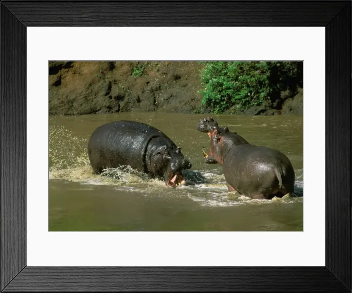Framed Print : Hippopotamus - males fighting in water - Masai Mara National Reserve - Kenya JFL11516 Framed Print : Hippopotamus - males fighting in water - Masai Mara National Reserve - Kenya JFL11516