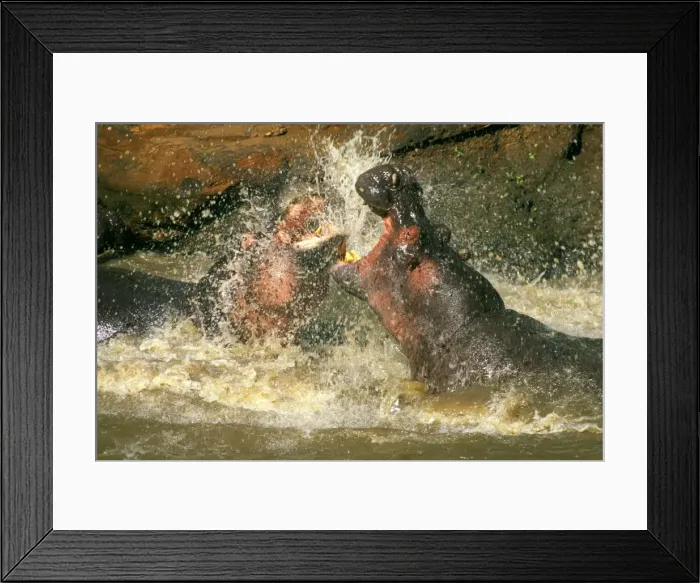 Framed Print : Hippopotamus - males fighting in water - Masai Mara National Reserve - Kenya JFL11510 Framed Print : Hippopotamus - males fighting in water - Masai Mara National Reserve - Kenya JFL11510