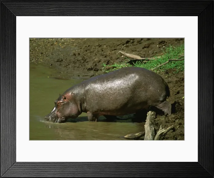 Framed Print : Hippopotamus - at water's edge drinking - Masai Mara National Reserve - Kenya JFL11505 Framed Print : Hippopotamus - at water's edge drinking - Masai Mara National Reserve - Kenya JFL11505
